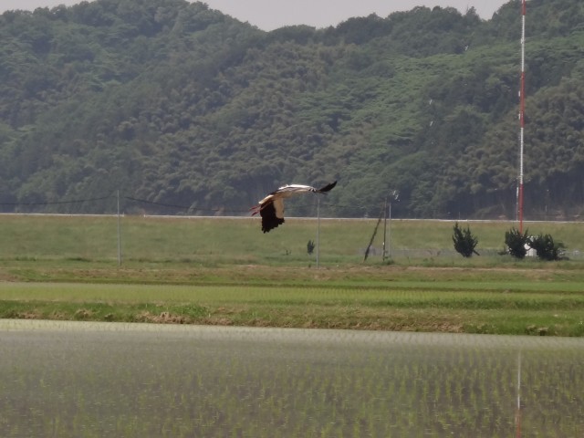 コメショウ　コウノトリ　兵庫県但馬　豊岡市出石町伊豆地区