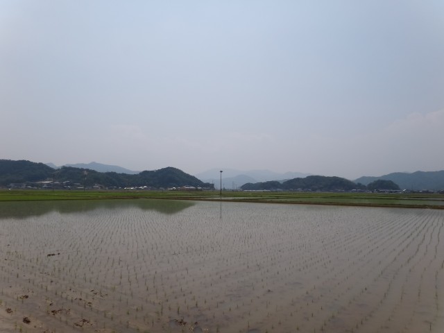 コメショウ　コウノトリ　兵庫県但馬　豊岡市出石町伊豆地区　人工巣塔