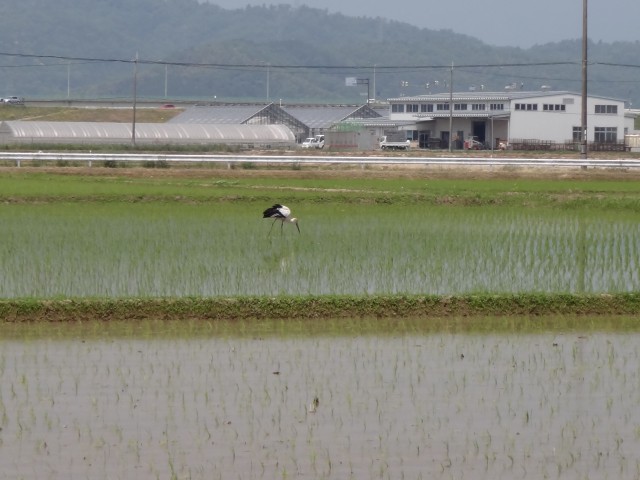 コメショウ　コウノトリ　兵庫県但馬　豊岡市出石町伊豆地区