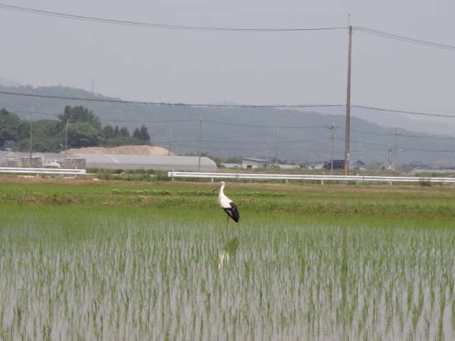 コメショウ　コウノトリ　兵庫県但馬　豊岡市出石町伊豆地区