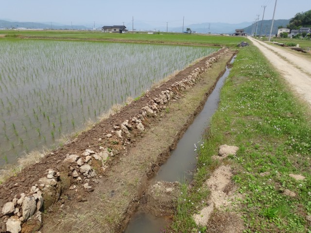 コメショウ　コウノトリ　兵庫県但馬　豊岡市出石町伊豆地区　水田魚道