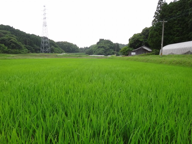 コメショウ　早期米コシヒカリ　宮崎県宮崎市