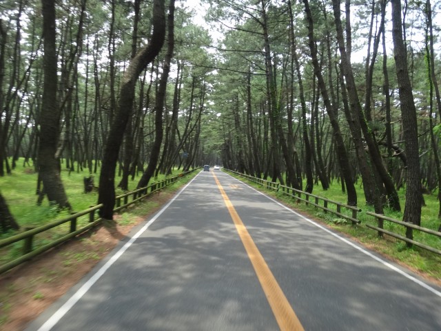 虹の松原　佐賀県唐津市浜玉町　コメショウ