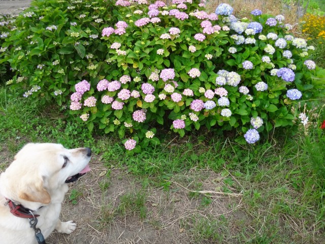 コメショウ　愛犬ナナ　散歩　ゴールデン　ラブラドール　レトリバー　紫陽花