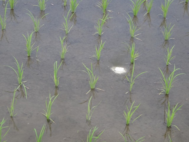 福岡県糟屋郡粕屋町江辻　夢つくし　除草剤　ＪＡ粕屋　コメショウ