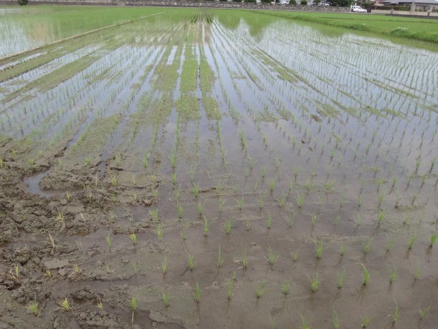 福岡県糟屋郡粕屋町江辻　夢つくし　除草剤　ＪＡ粕屋　コメショウ