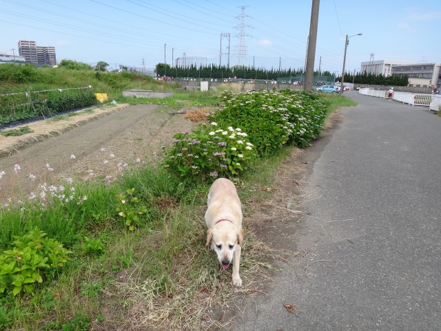 コメショウ　愛犬ナナ　散歩　ゴールデン　ラブラドール　レトリバー　紫陽花