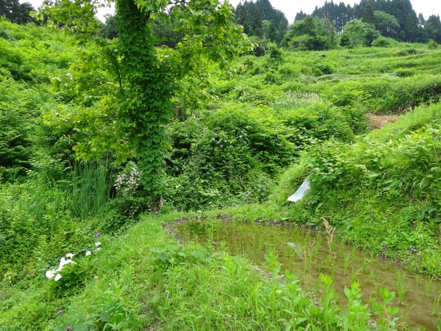 兵庫県但馬　美方郡香美町村岡区熊波　熊波の棚田　コメショウ