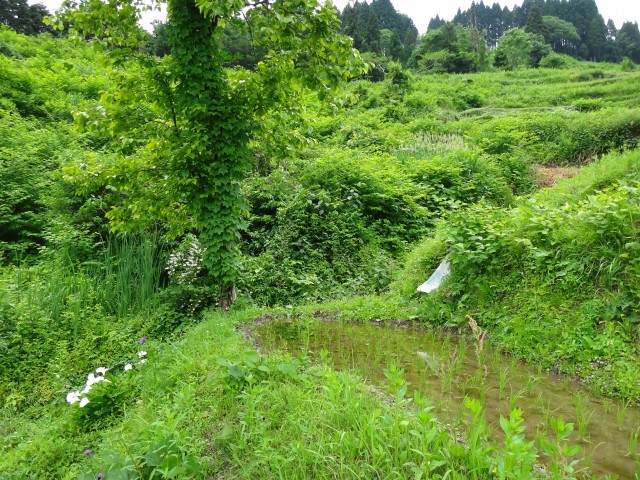 兵庫県但馬　美方郡香美町村岡区熊波　熊波の棚田　コメショウ