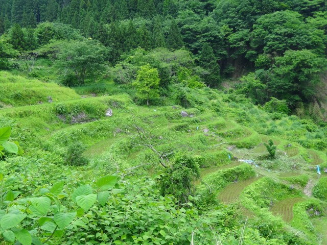 兵庫県但馬　美方郡香美町村岡区熊波　熊波の棚田　コメショウ