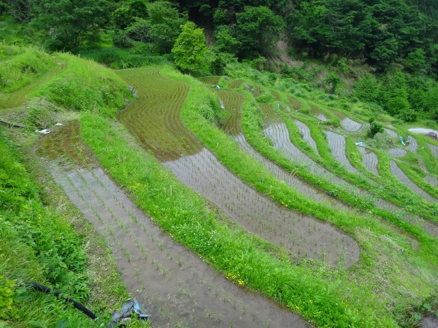 兵庫県但馬　美方郡香美町村岡区熊波　熊波の棚田　コメショウ