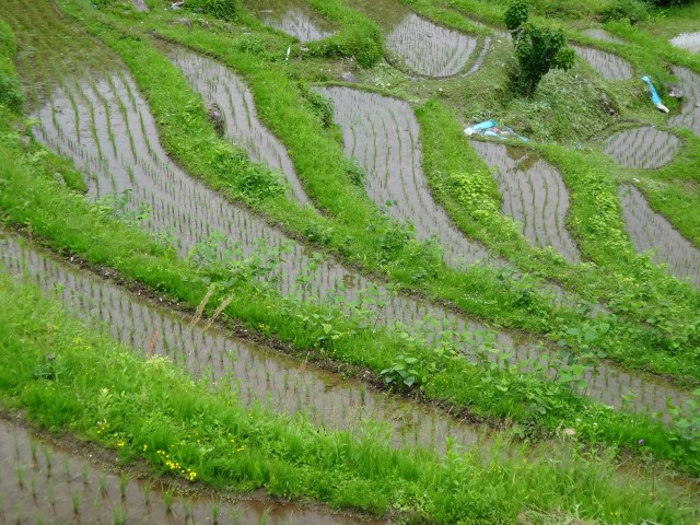 兵庫県但馬　美方郡香美町村岡区熊波　熊波の棚田　コメショウ