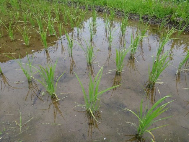 兵庫県但馬　美方郡香美町村岡区熊波　熊波の棚田　コメショウ