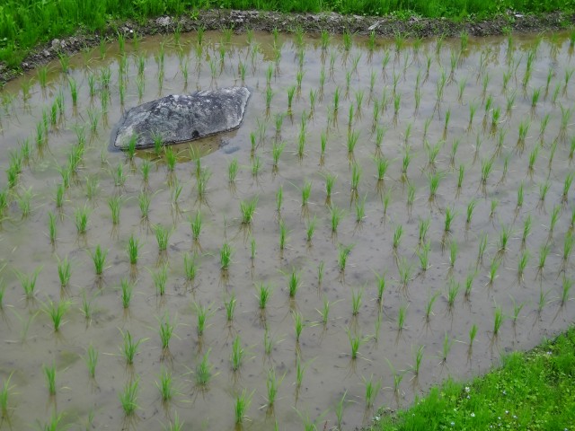 兵庫県但馬　美方郡香美町村岡区熊波　熊波の棚田　コメショウ