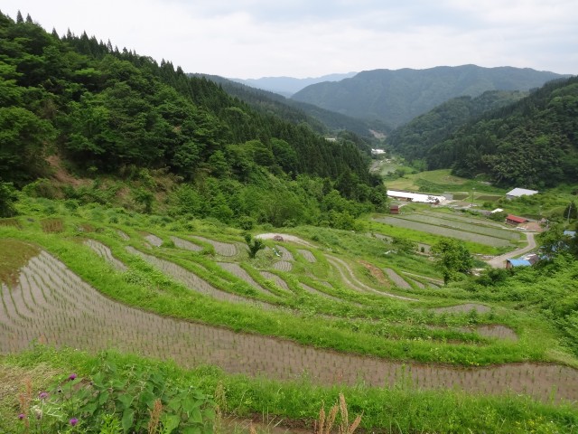 兵庫県但馬　美方郡香美町村岡区熊波　熊波の棚田　コメショウ