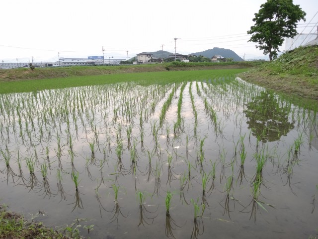 夢つくし　田んぼ　福岡県糟屋郡粕屋町　コメショウ