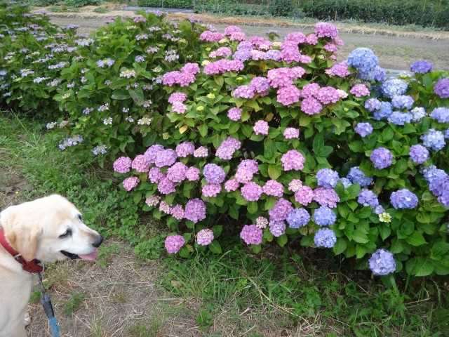 コメショウ　愛犬ナナ　ゴールデン　ラブラドール　レトリバー　散歩　紫陽花