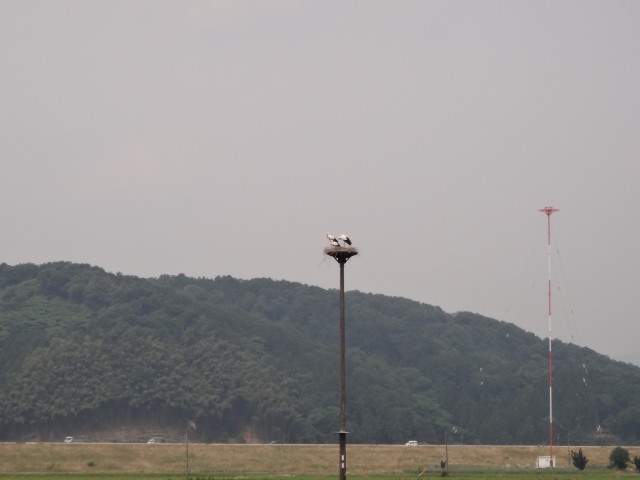 コメショウ　コウノトリ　兵庫県但馬　豊岡市出石町伊豆地区　人工巣塔