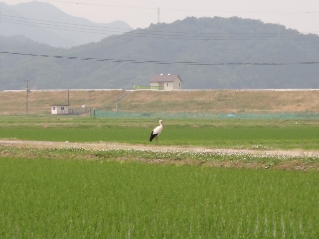 コメショウ　コウノトリ　兵庫県但馬　豊岡市出石町伊豆地区