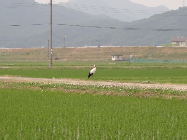 コメショウ　コウノトリ　兵庫県但馬　豊岡市出石町伊豆地区