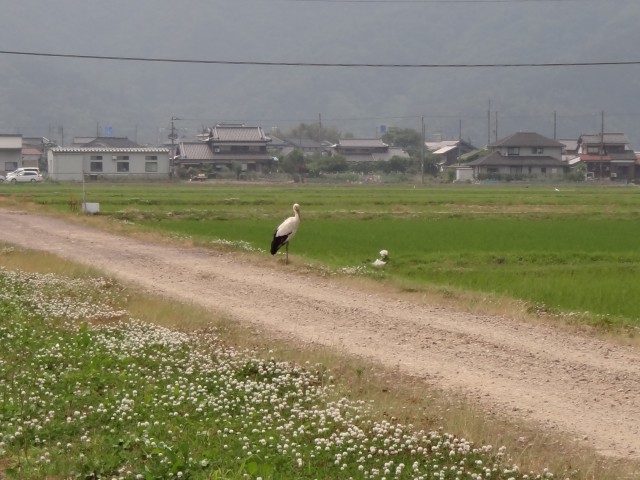 コメショウ　コウノトリ　兵庫県但馬　豊岡市出石町伊豆地区