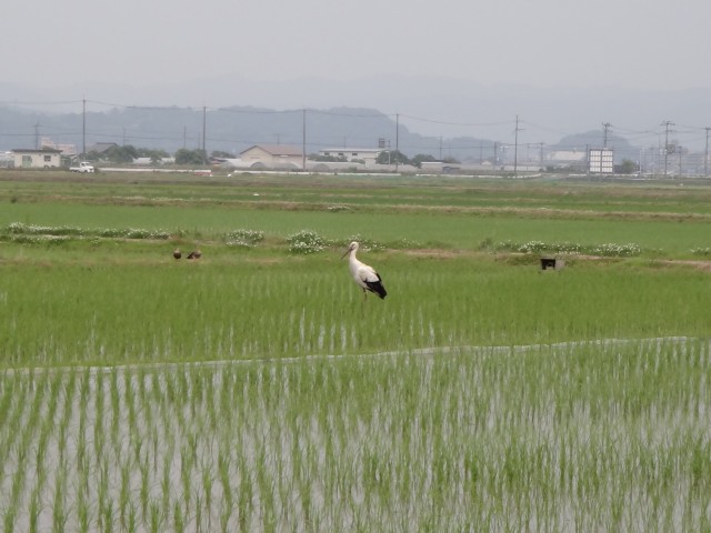 コメショウ　コウノトリ　兵庫県但馬　豊岡市出石町伊豆地区