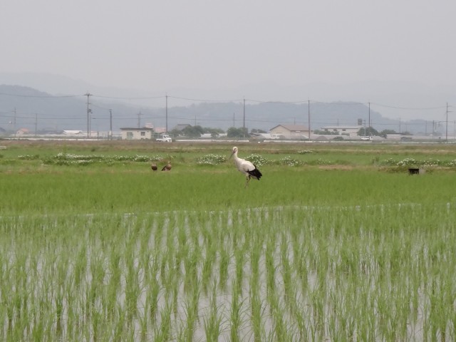 コメショウ　コウノトリ　兵庫県但馬　豊岡市出石町伊豆地区