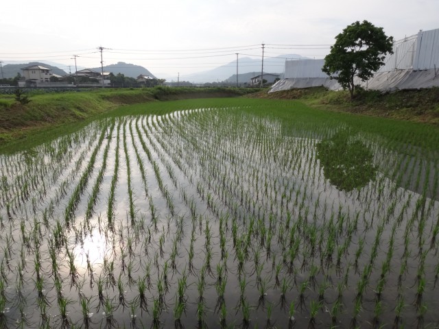 福岡県糟屋郡粕屋町江辻 夢つくし 田んぼ コメショウ 福岡県糟屋郡粕屋町江辻 夢つくし 田んぼ コメショウ