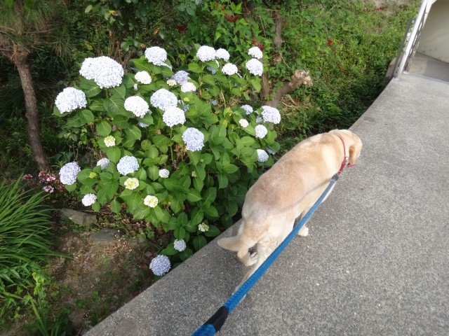 コメショウ 愛犬ナナ ゴールデン ラブラドール レトリバー 散歩 コメショウ 愛犬ナナ ゴールデン ラブラドール レトリバー 散歩