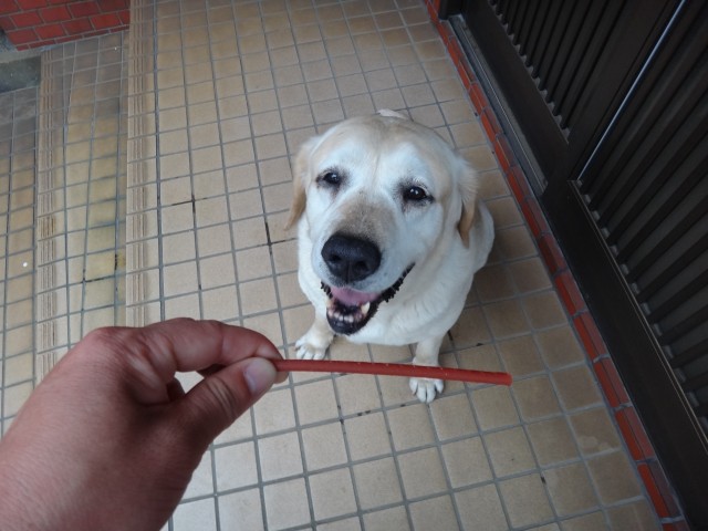 コメショウ 愛犬ナナ ゴールデン ラブラドール レトリバー ご褒美 ジャーキー コメショウ 愛犬ナナ ゴールデン ラブラドール レトリバー ご褒美 ジャーキー