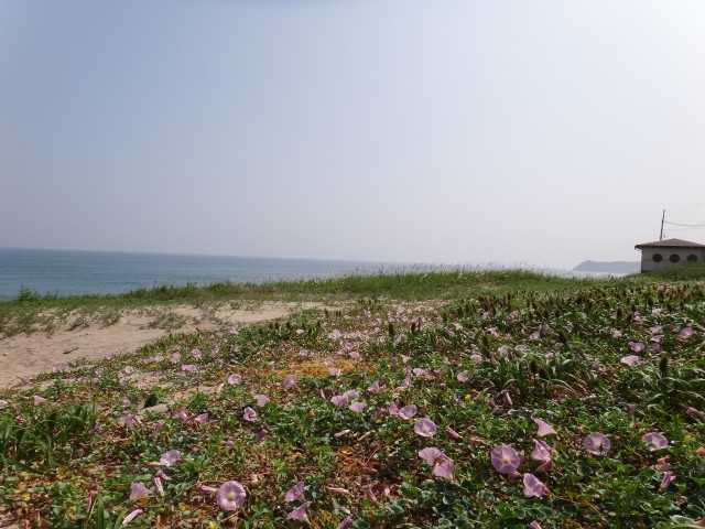 国道9号線 鳥取県鳥取市気高町浜村 日本海 ハマヒルガオ コメショウ 国道9号線 鳥取県鳥取市気高町浜村 日本海 ハマヒルガオ コメショウ