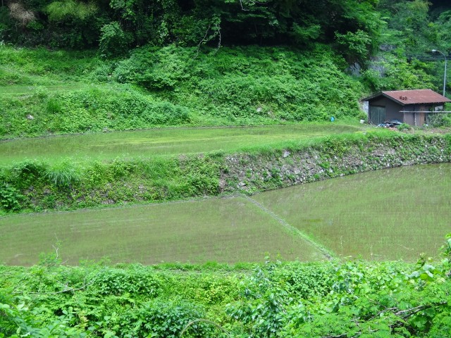 兵庫県但馬 美方郡新温泉町千谷 山間の棚田 コメショウ 兵庫県但馬 美方郡新温泉町千谷 山間の棚田 コメショウ