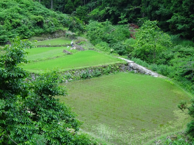 兵庫県但馬 美方郡新温泉町千谷 山間の棚田 兵庫県但馬 美方郡新温泉町千谷 山間の棚田