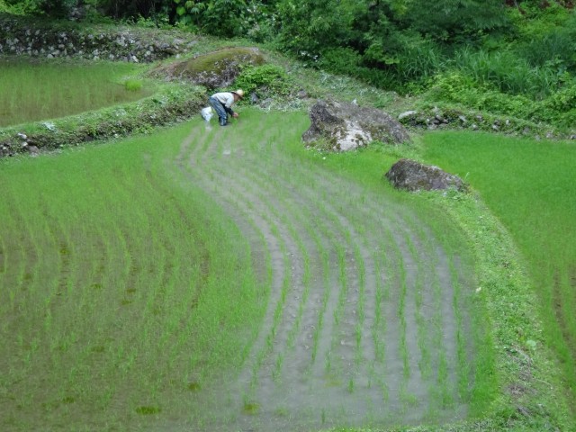 兵庫県但馬 美方郡新温泉町千谷 山間の棚田 コメショウ 兵庫県但馬 美方郡新温泉町千谷 山間の棚田 コメショウ