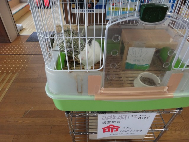 道の駅 神話の里 白うさぎ 鳥取県鳥取市白兎 名誉駅長 命 コメショウ 道の駅 神話の里 白うさぎ 鳥取県鳥取市白兎 名誉駅長 命 コメショウ