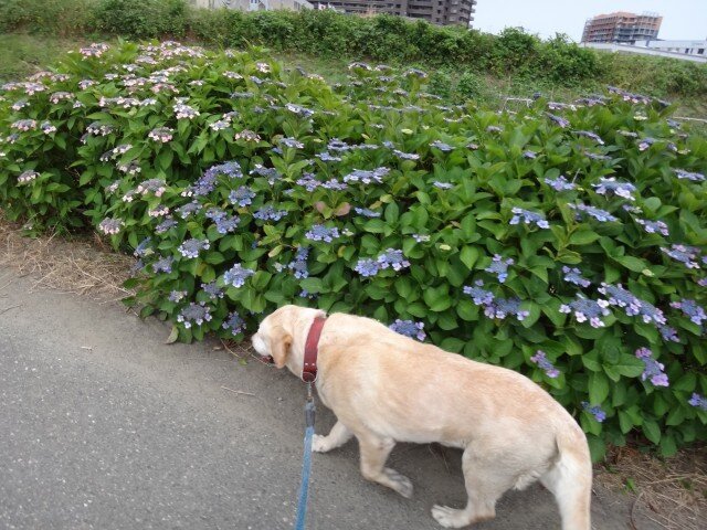 コメショウ 愛犬ナナ ゴールデン ラブラドール レトリバー 散歩 紫陽花 コメショウ 愛犬ナナ ゴールデン ラブラドール レトリバー 散歩 紫陽花