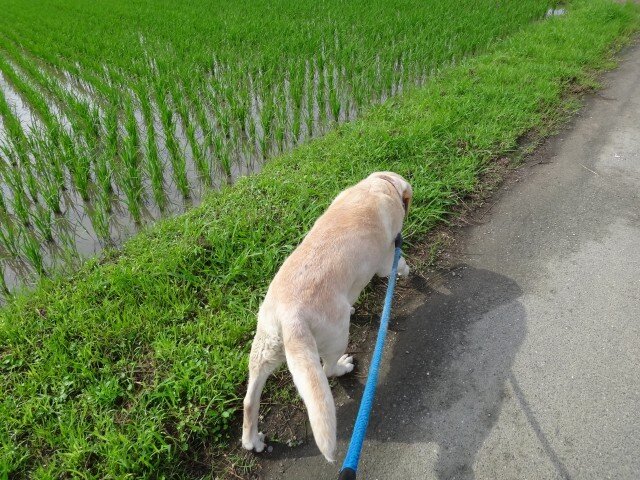 コメショウ 愛犬ナナ ゴールデン ラブラドール レトリバー 散歩 コメショウ 愛犬ナナ ゴールデン ラブラドール レトリバー 散歩