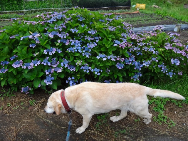 コメショウ　愛犬ナナ　ゴールデン　ラブラドール　レトリバー　散歩　あじさい