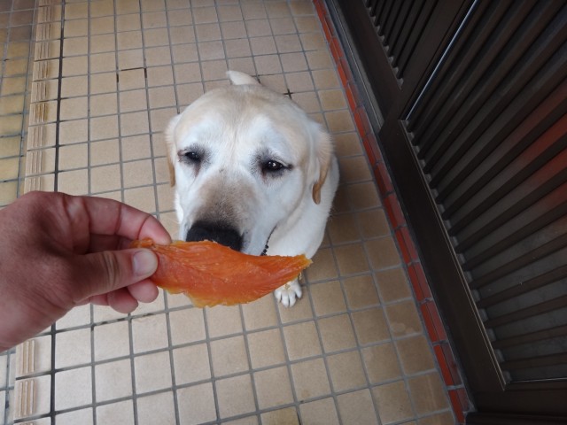 コメショウ　愛犬ナナ　ゴールデン　ラブラドール　レトリバー　ご褒美　ササミジャーキー