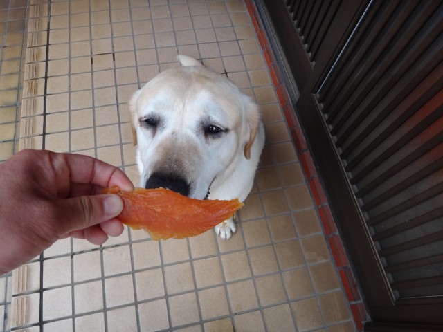 コメショウ　愛犬ナナ　ゴールデン　ラブラドール　レトリバー　ご褒美　ササミジャーキー