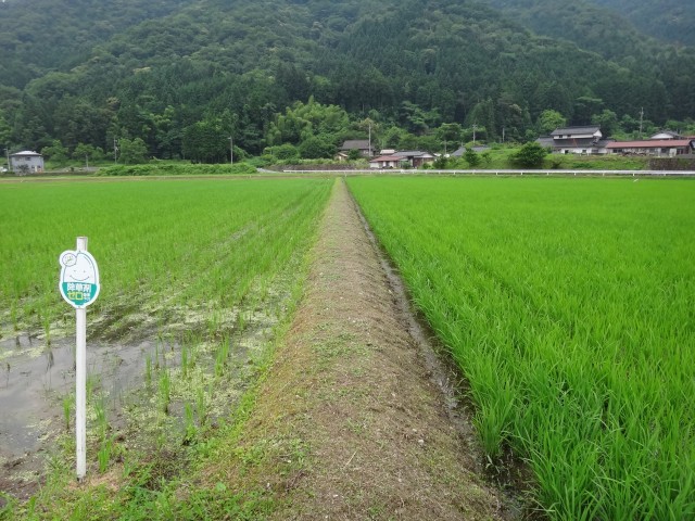 島根県鹿足郡吉賀町注連川　注連川の糧　第６回　注連川に集う会　生き物調査　コメショウ