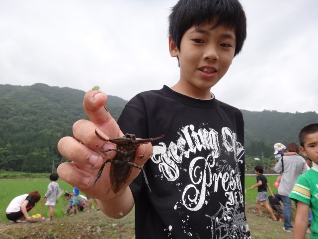 タガメ　島根県鹿足郡吉賀町注連川　注連川の糧　第６回　注連川に集う会　生き物調査　コメショウ