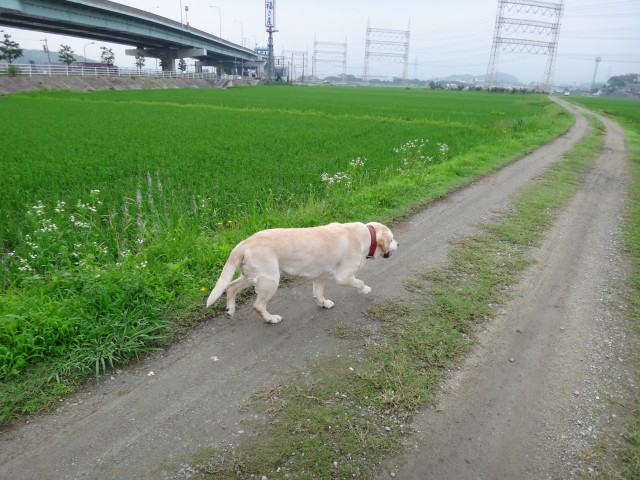 コメショウ　愛犬ナナ　ゴールデン　ラブラドール　レトリバー　散歩