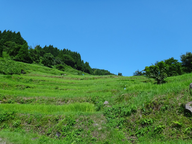 熊波の棚田　兵庫県但馬　美方郡香美町村岡区熊波　棚田米コシヒカリ　株式会社日食