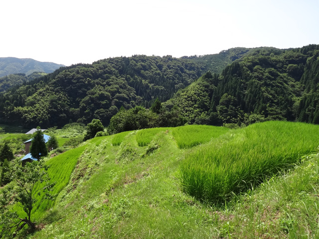 熊波の棚田　兵庫県但馬　美方郡香美町村岡区熊波　棚田米コシヒカリ　株式会社日食