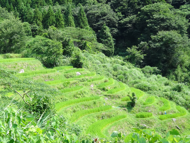 熊波の棚田　兵庫県但馬　美方郡香美町村岡区熊波　株式会社日食