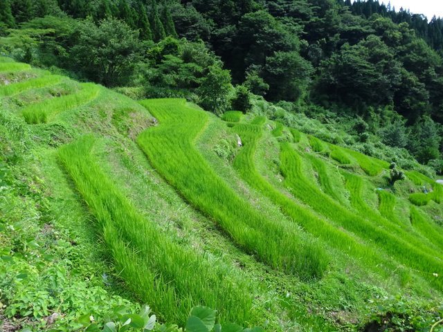 熊波の棚田　兵庫県但馬　美方郡香美町村岡区熊波　棚田米コシヒカリ　株式会社日食