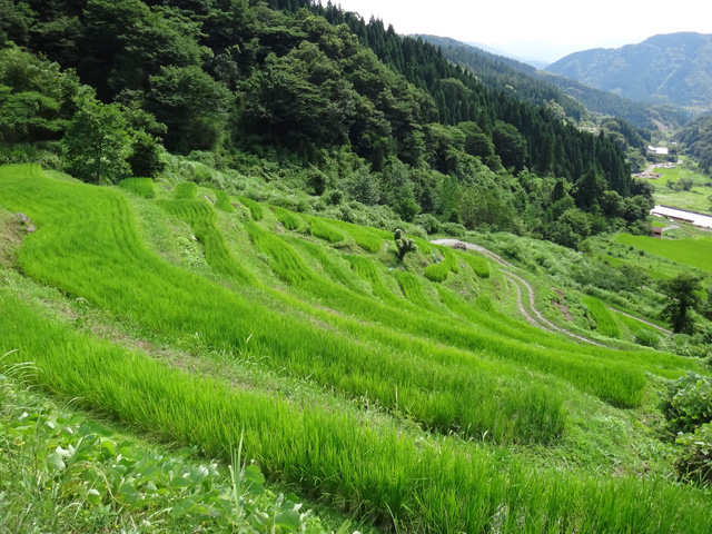 熊波の棚田　兵庫県但馬　美方郡香美町村岡区熊波　棚田米コシヒカリ　株式会社日食