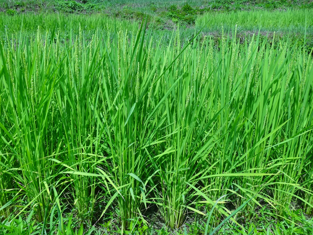 熊波の棚田　兵庫県但馬　美方郡香美町村岡区熊波　棚田米コシヒカリ　株式会社日食