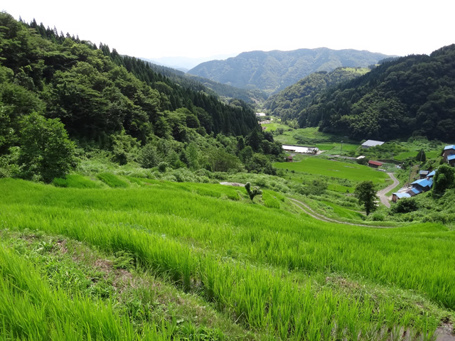 熊波の棚田　兵庫県但馬　美方郡香美町村岡区熊波　棚田米コシヒカリ　株式会社日食